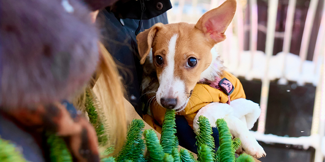 Любит ли собака, когда ее гладят? Разница между лаской хозяина и чужого человека