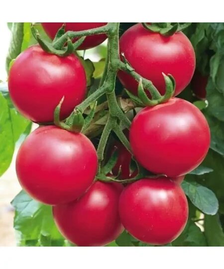 Томат Форте Розе: розовый гигант с насыщенным вкусом и высокой урожайностью