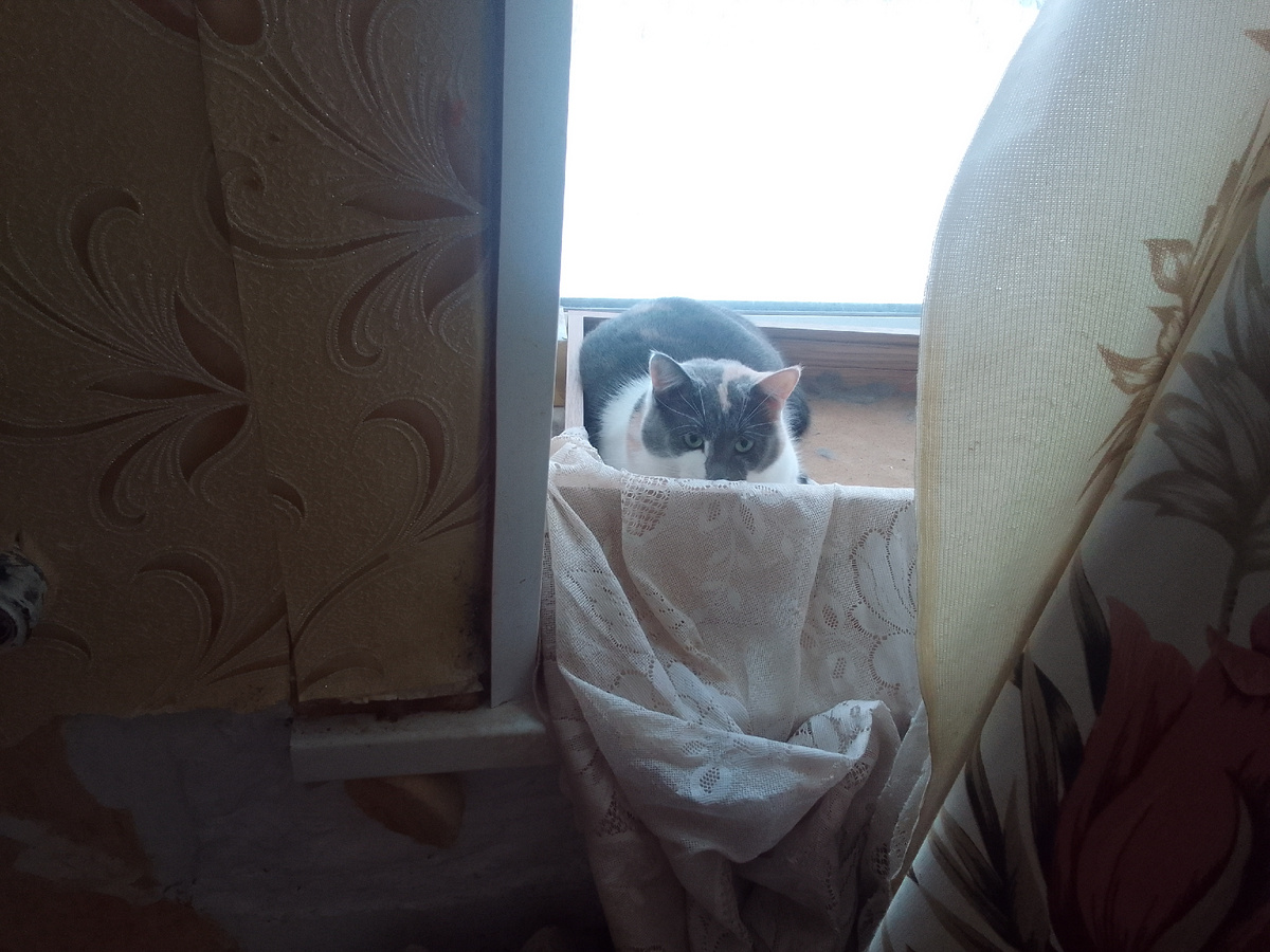 Это я, Бусинка, я пыталась спрятаться от падростков, каторые прихадили калядовать. Я их баюсь. Они хатят гладить миня.