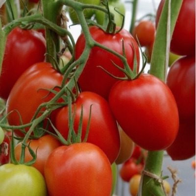 Томат Викуся: ранний урожай и дружное плодоношение для вашего огорода