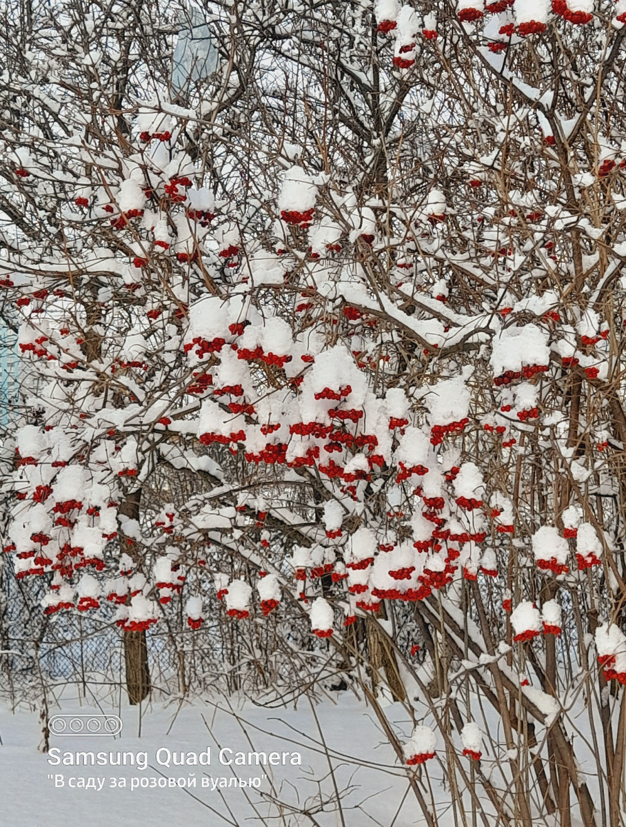 Калина красная...