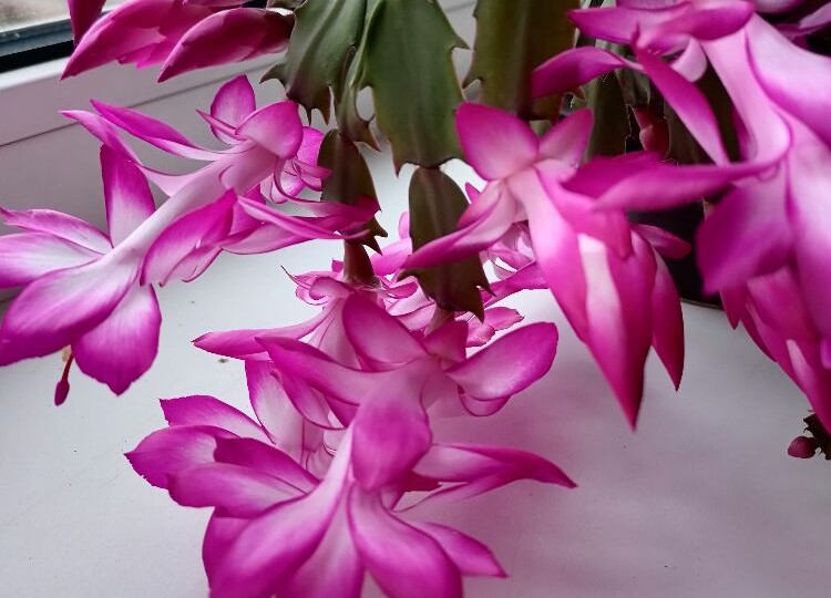 Уход за декабристом после цветения в январе: обрезка, полив и пересадка для пышного роста