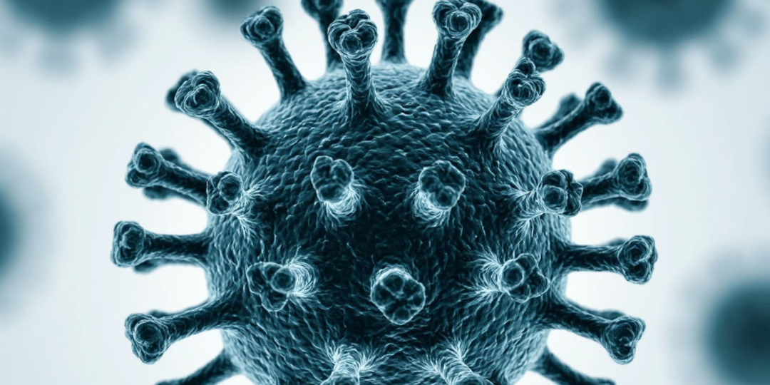 Как передаются вирусы и как работает иммунный ответ?