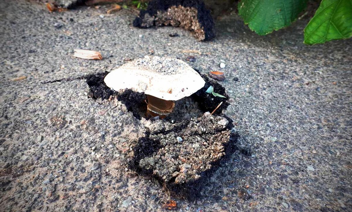 Фото современное, но прецендент тот же!