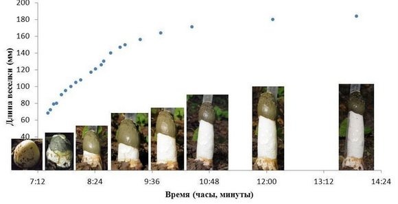 Растет не по дням, а по часам