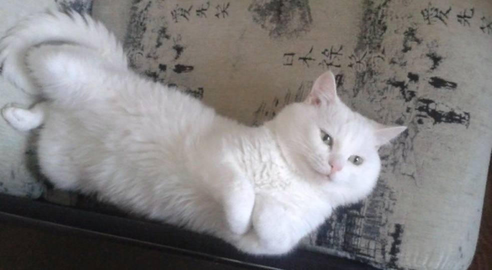 Народные приметы на 22 января: кому грозит нищета и что предскажет домашний кот