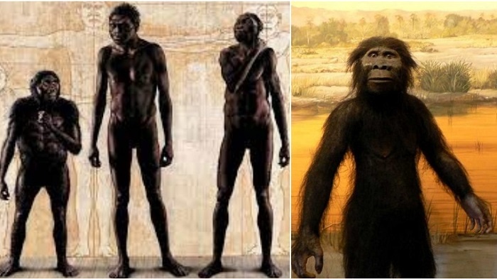 В далеком прошлом люди и их предки были разного роста, причем крупные виды порой становились тупиковыми и вымирали. В силу разных факторов непосредственно предками человека разумного стали довольно высокие представители рода людей