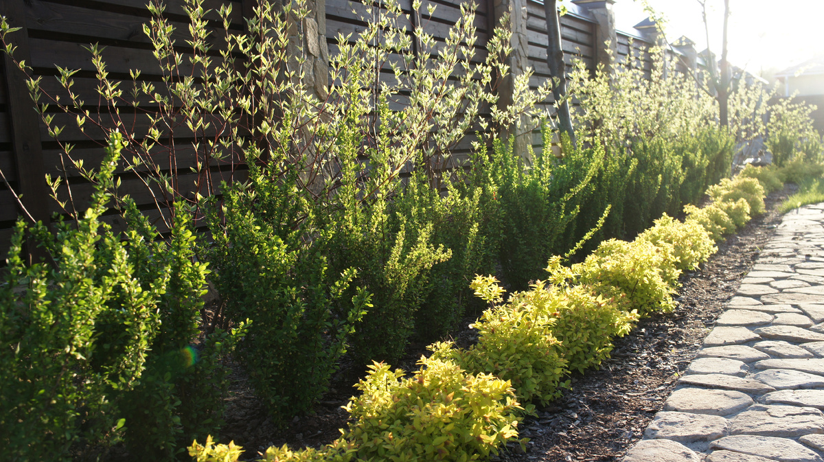 Ярусы изгороди: дерен, барбарис, спирея