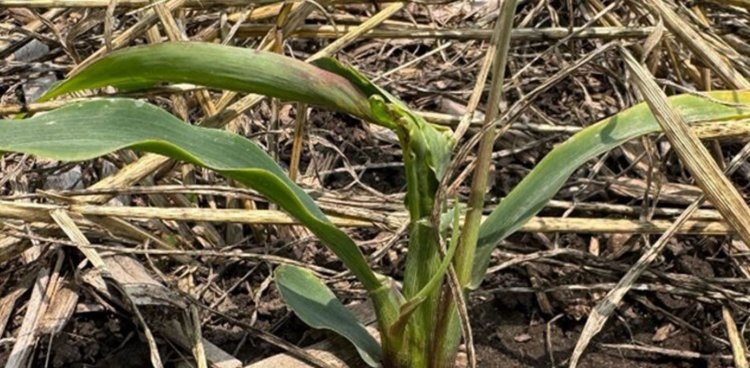    Фото: Aaron Nygren