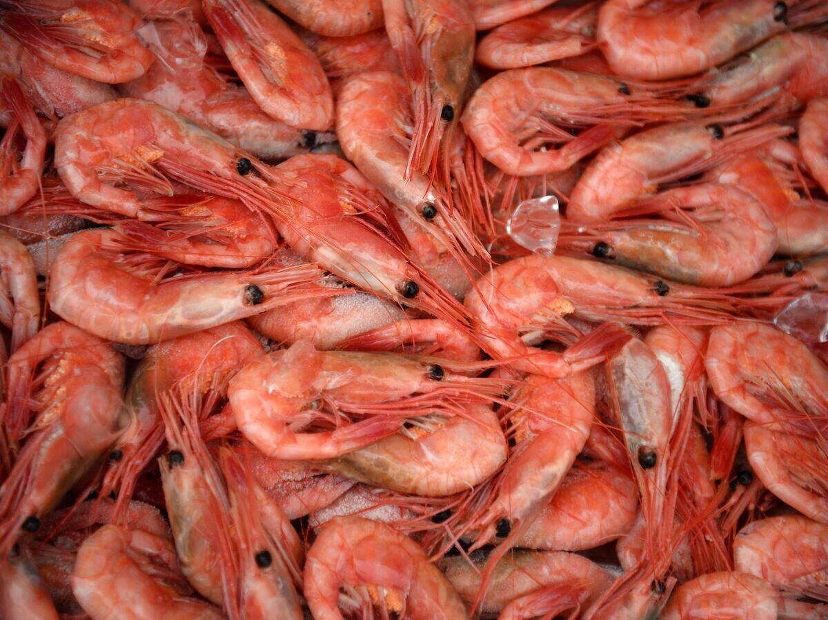    Креветки© РИА Новости . Евгений Биятов