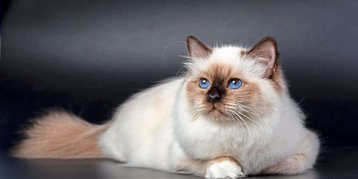 Священная бирма 