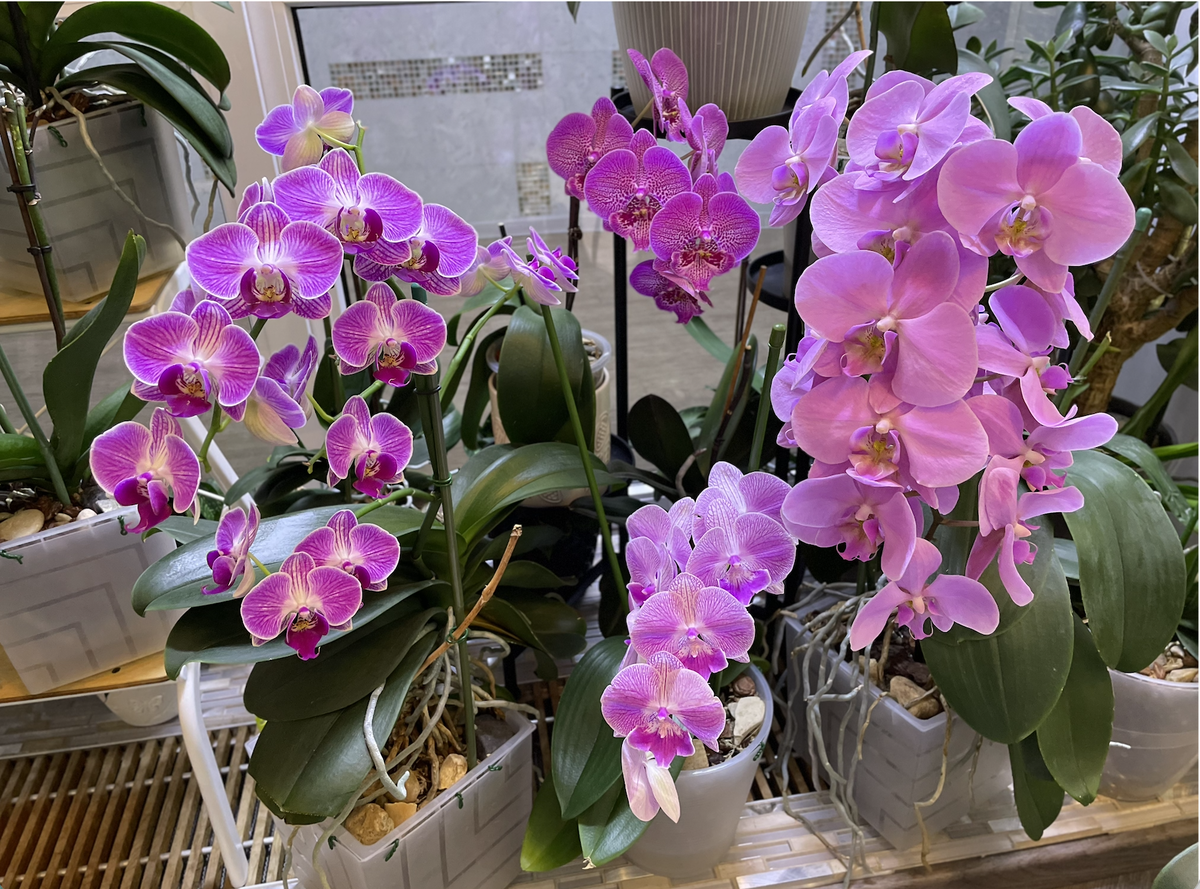 Мои домашние орхидеи. Цветение зима 2025 - 2026 г. Орхидеи С Еленой Кузнецовой