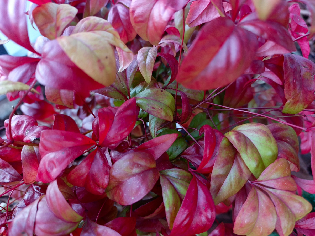 ФТ Сириус, совхоз Россия, январь 2026 года