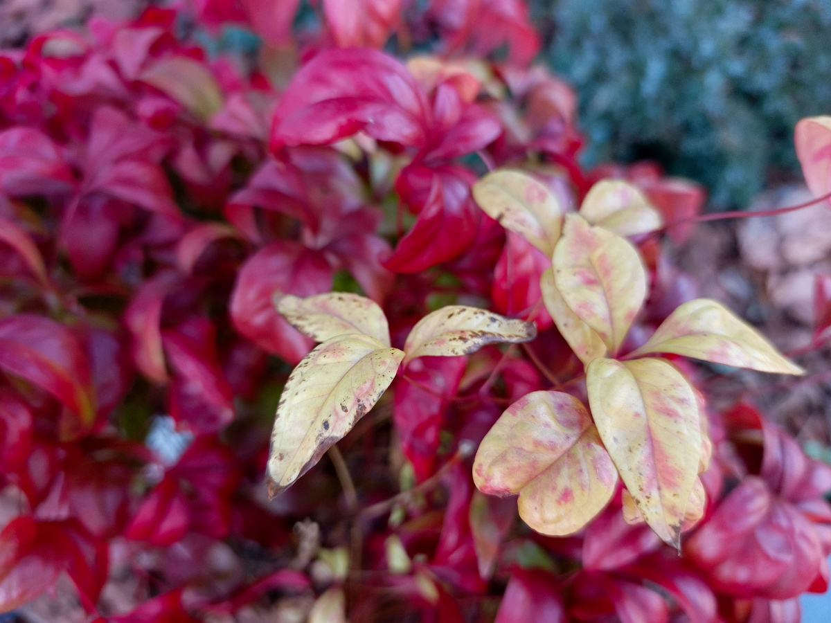 ФТ Сириус, совхоз Россия, январь 2026 года