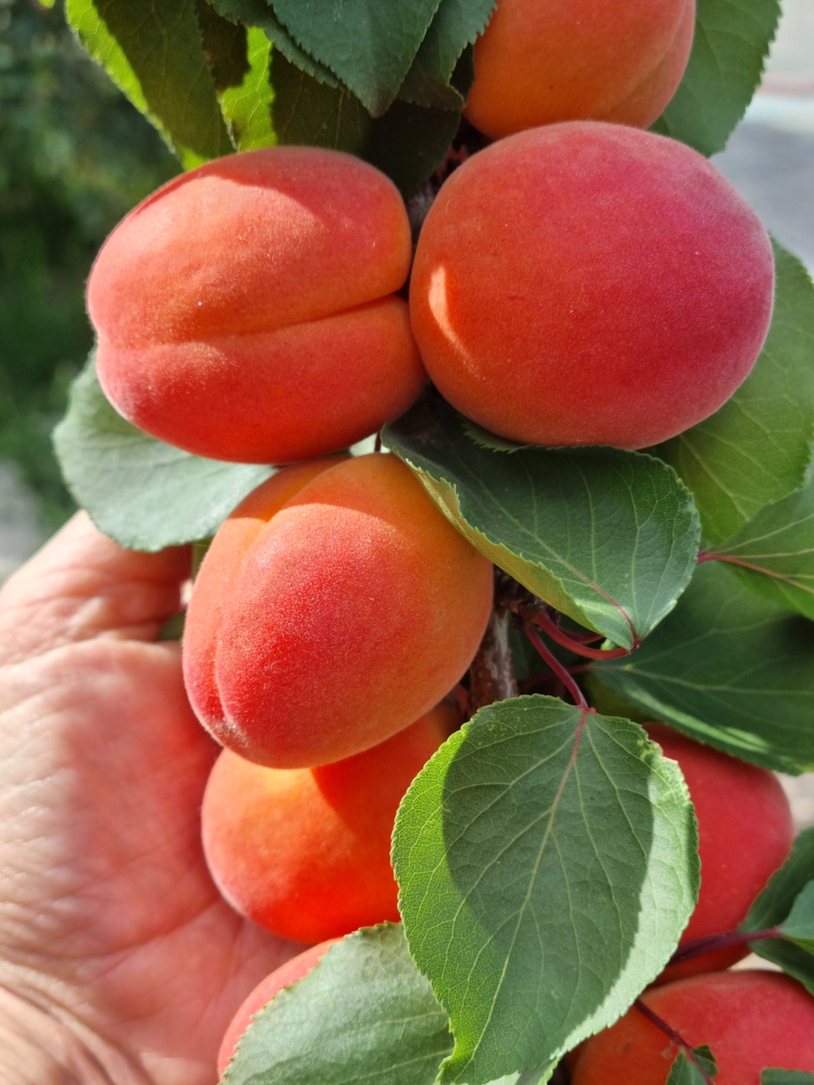 Абрикос Приция. Урожай 2025 года. Фото: Зеленая леди, сад, семья и томатный сок