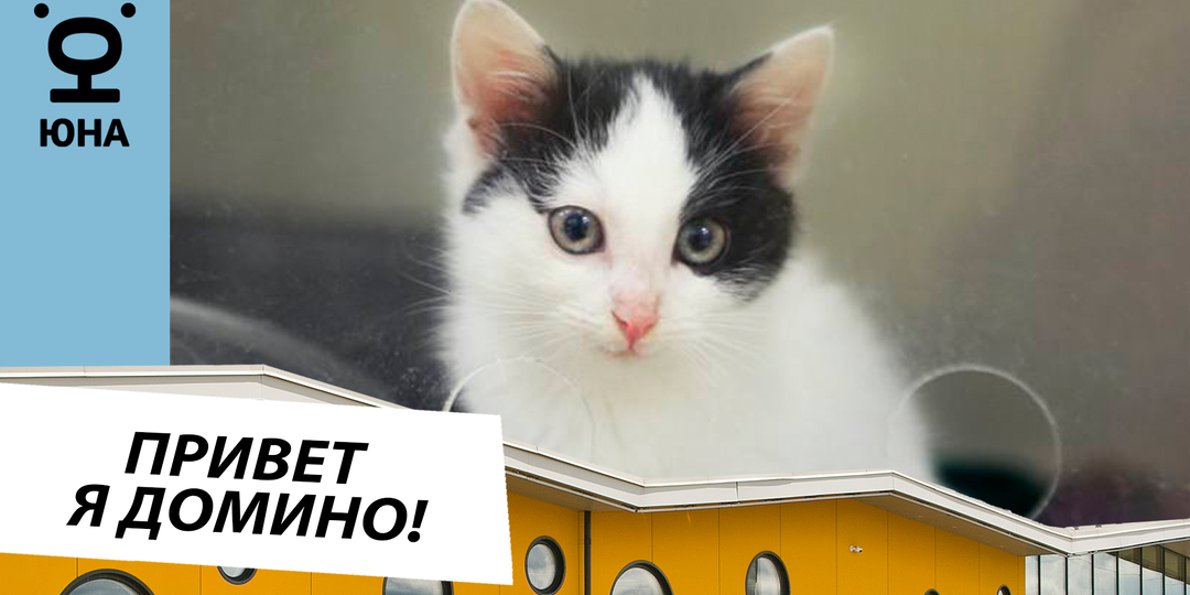 Домино 🐈: черно-белый котенок ищет дом! Малыш-непоседа для веселой семьи