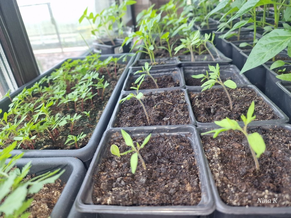 Рассада 2025. Вдали от города