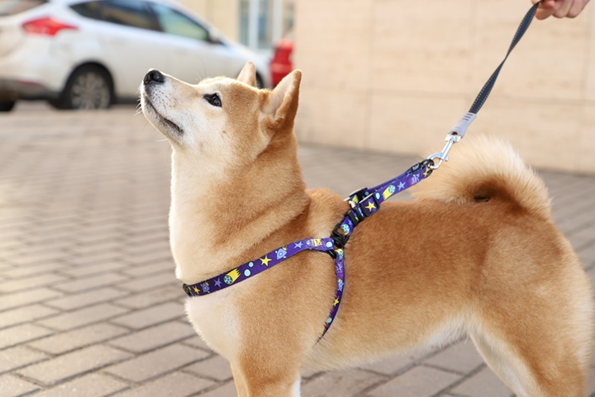 На фото – двусторонняя шлейка Triol «Космос». Регулируемая шлейка Y-образной формы с надежной пряжкой обеспечивает комфортную фиксацию изделия на теле животного без причинения дискомфорта даже при постоянной носке.