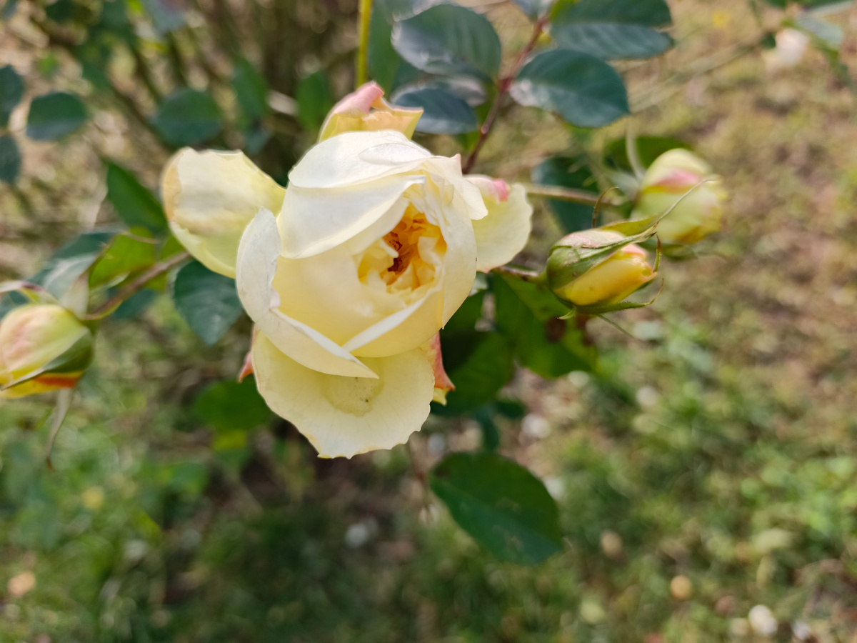 Адлер, ЖД вокзал, роза, январь 2026 года