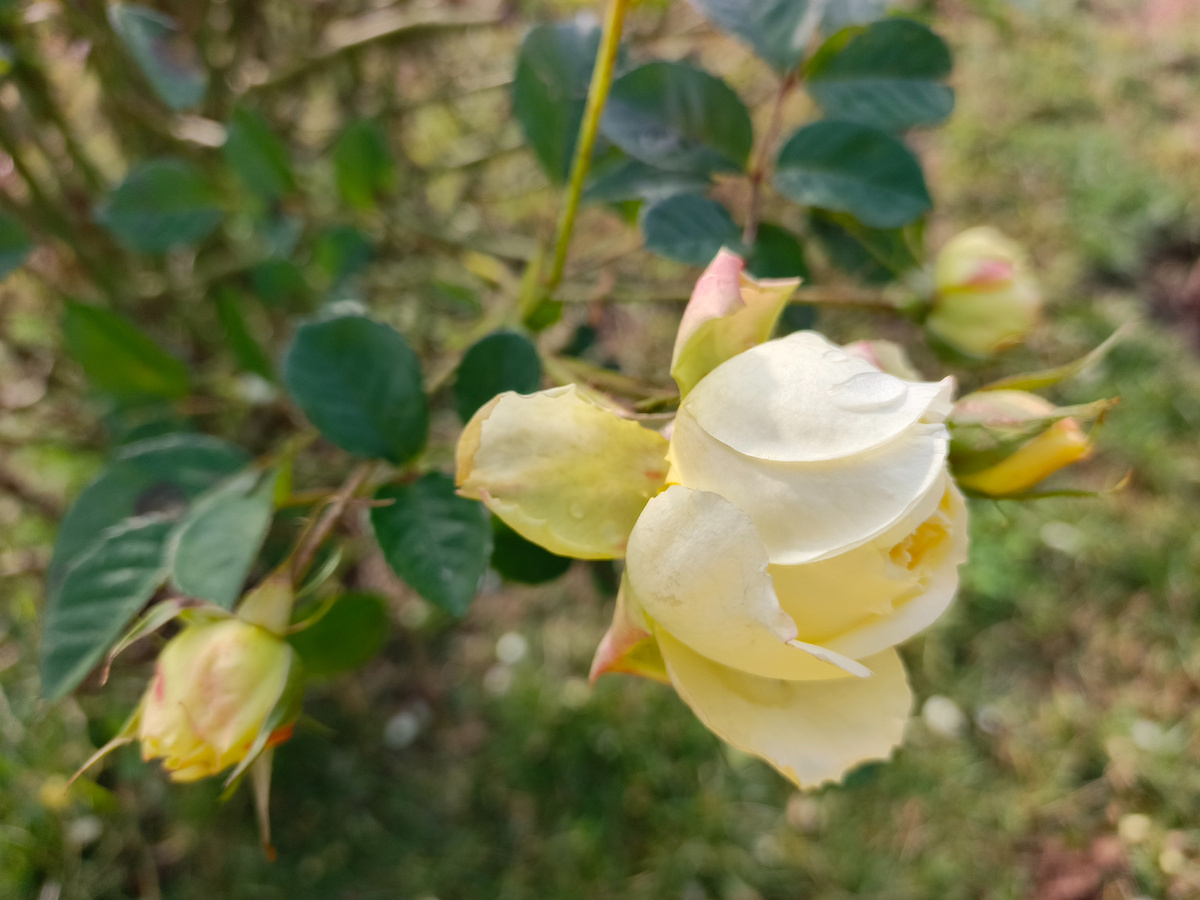 Адлер, ЖД вокзал, роза, январь 2026 года