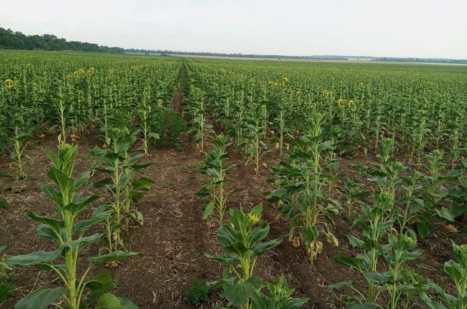    Гуматы способствуют повышению устойчивости сельскохозяйственных культур к жаре, дефициту влаги, а также к возвратным заморозкам. Фото: Филиал «Донецкий» Россельхозцентра России