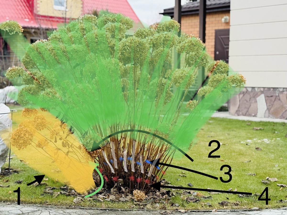 Схема обрезки древовидной гортензии