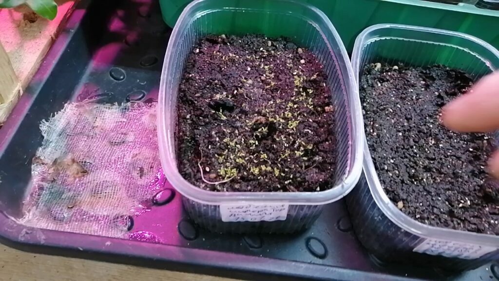 Всходы на 5 сутки лобелии сорт "Император Вилли".