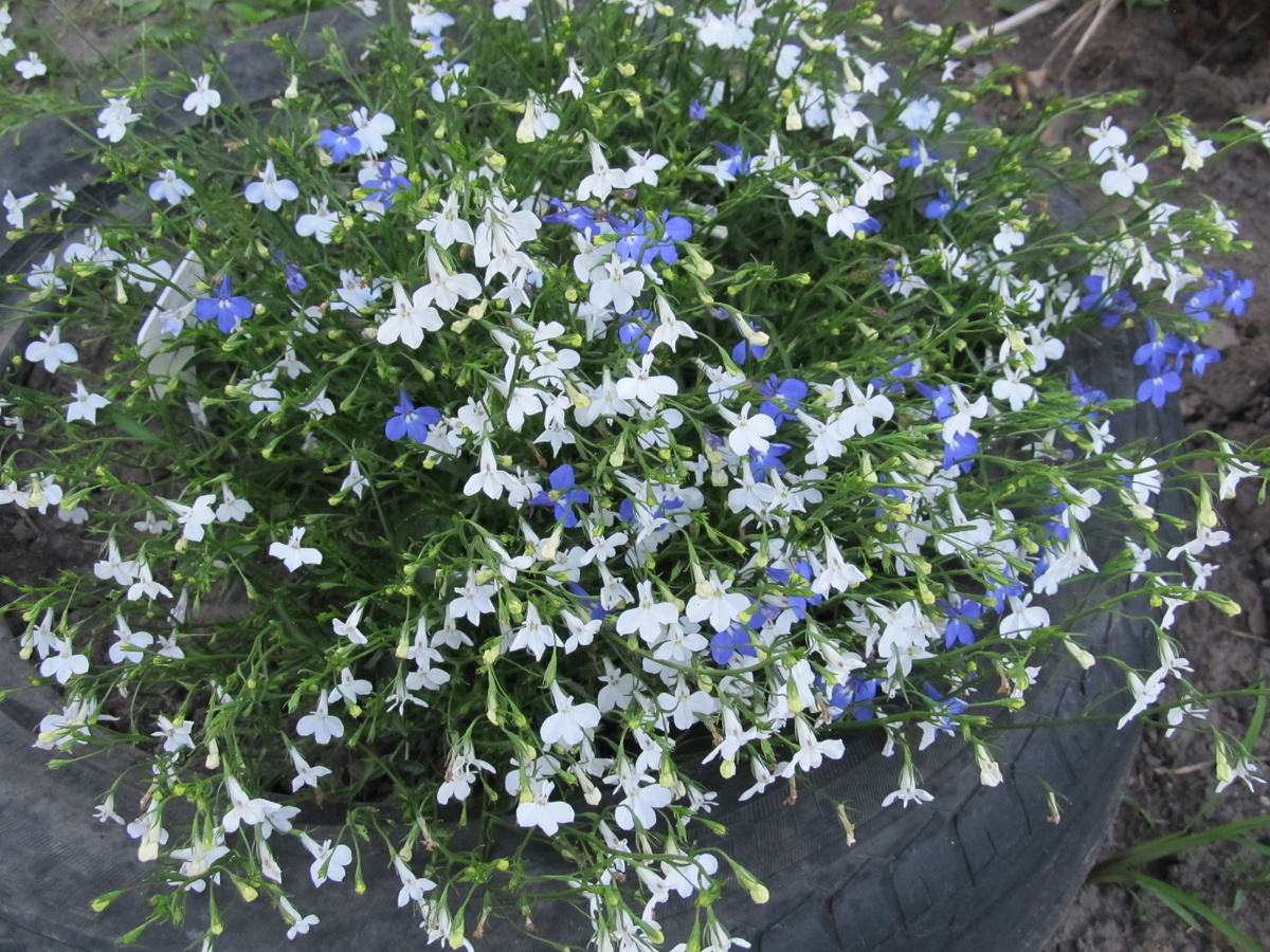 Смесь семян плетистой лобелии.