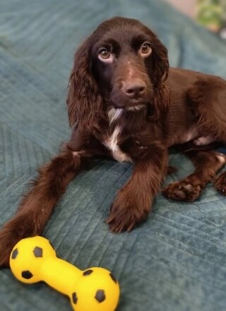    Спаниель Барни живет теперь в семье у Марии. Фото: Елизавета Мазурина