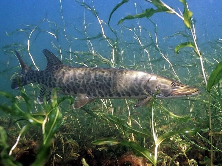     ФОТО: Энгбретсон Эрик/ Wikipedia.org