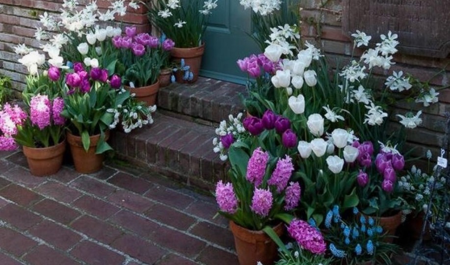 Как украсить крыльцо цветущими луковичными весной?