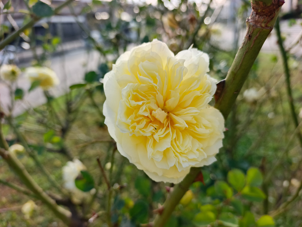 Адлер, ЖД вокзал, Роза английская Пилигрим, январь 2026 года