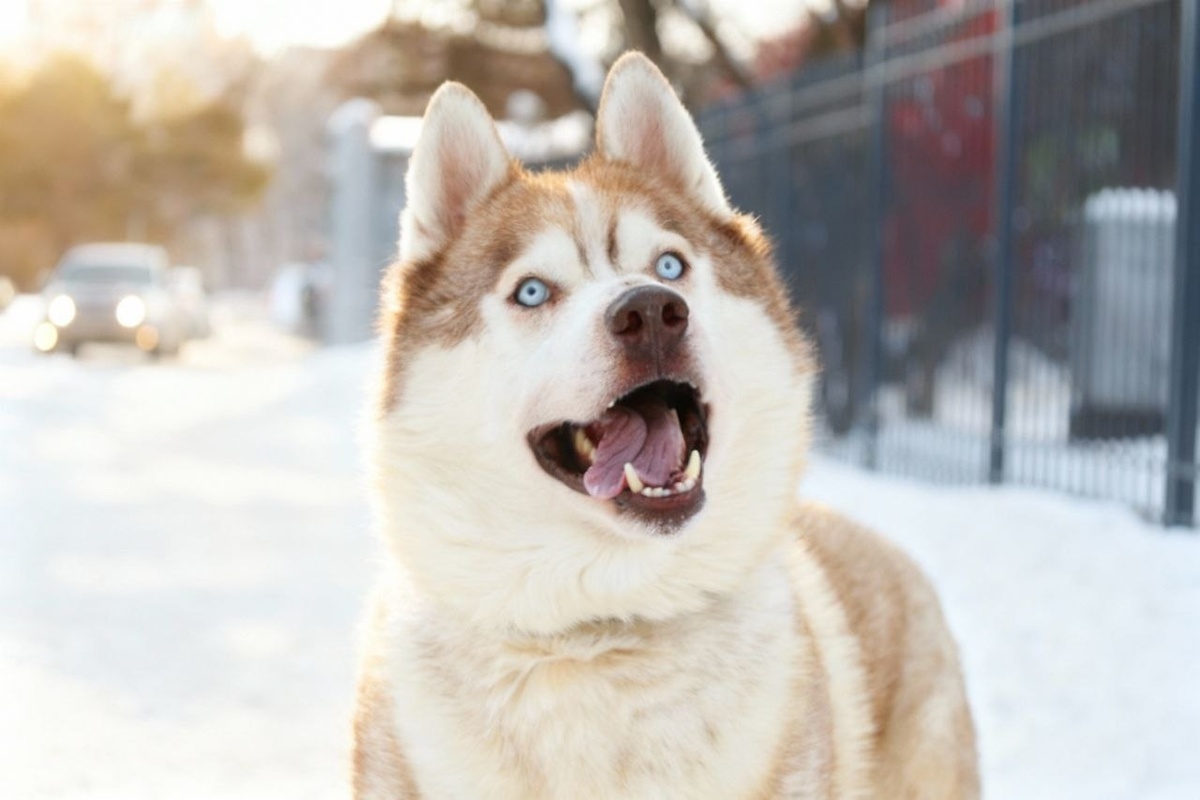 Вы только посмотрите в эти глаза... 