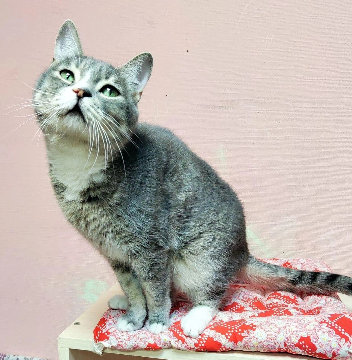 Фото: соцсети. Роджер соскучился по домашнему теплу и ласке.