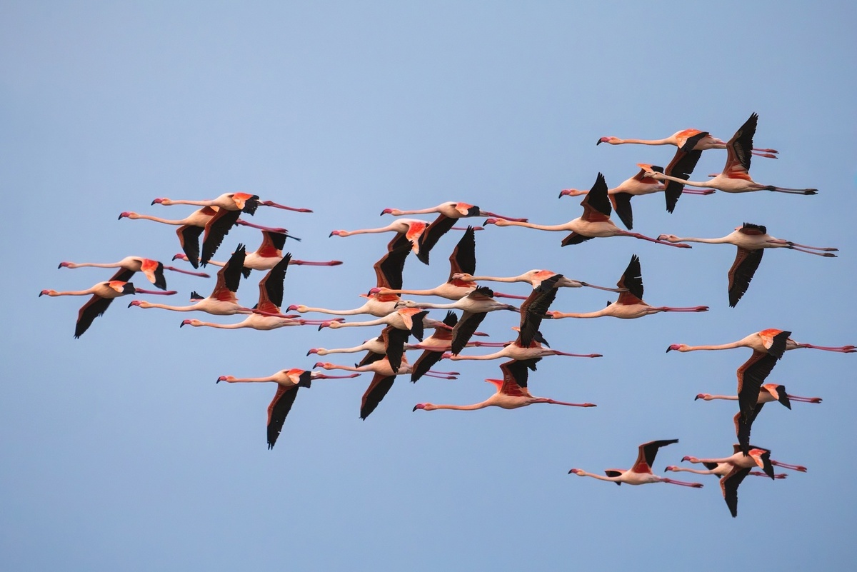 Розовый, или обыкновенный, фламинго