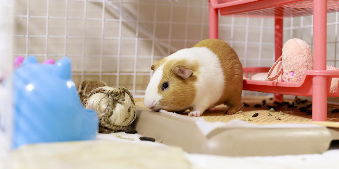 Какую клетку выбрать для морской свинки?
