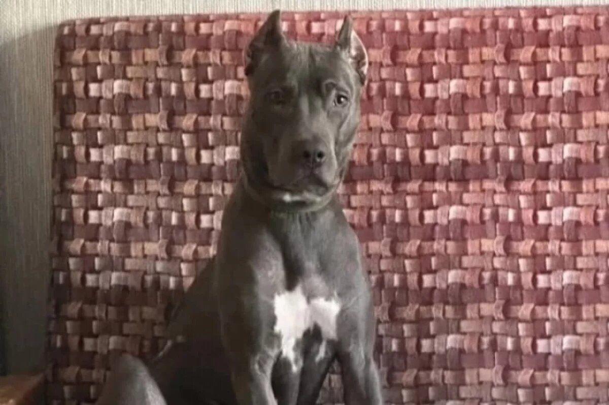    В Омске пытаются найти хозяев для собаки, которая осталась совсем одна