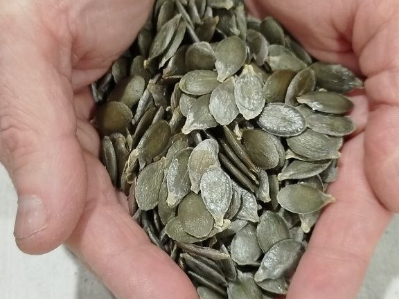 Тыква сорта 'Голосемянка': полный гид по выращиванию