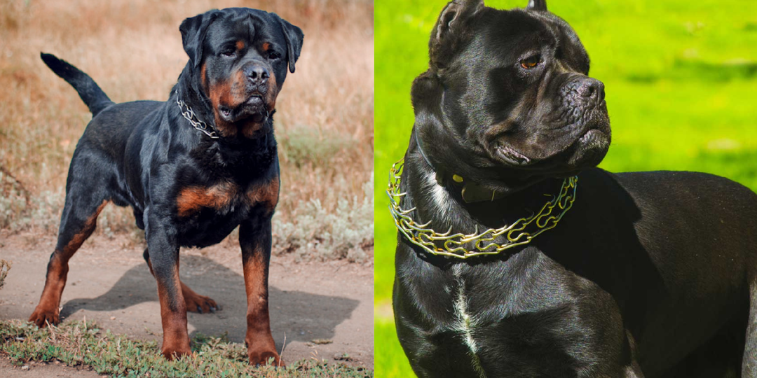 9 крупных пород с крепкой психикой и устойчивым характером