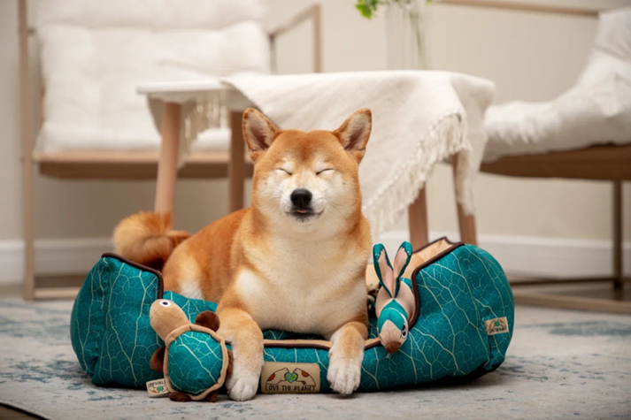 Как спасти природу, покупая игрушки для собак?