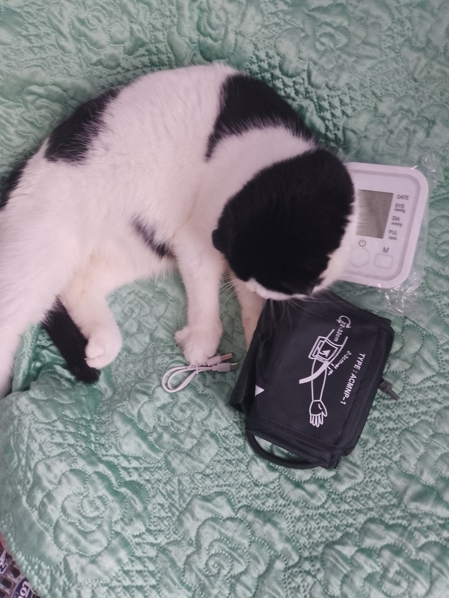 Ну и куда же без Барсика? 