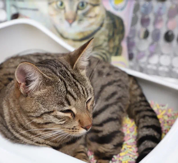 Почему кот спит в лотке с наполнителем?