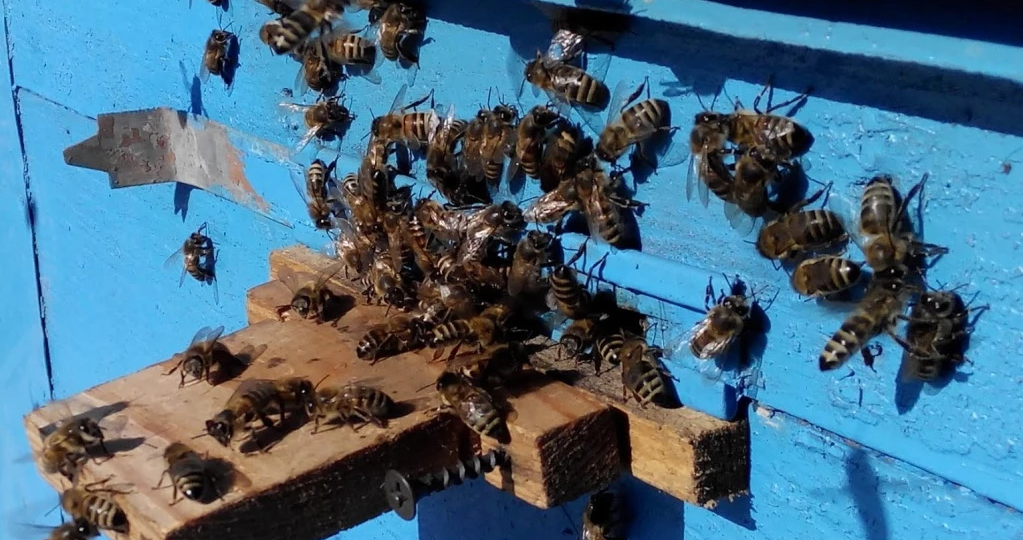 Уход за пчелами для начинающих