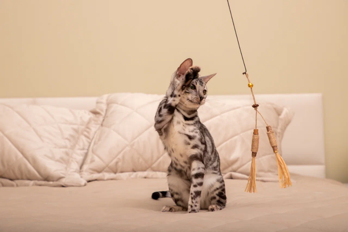 Как выбрать развивающую игрушку для кошки?