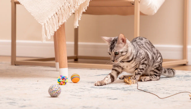 Кроме того, игровые ситуации тренируют мышление. Размышляя, как «добыть» игрушку или лакомство, кошка развивает интеллект и способность принимать решения.