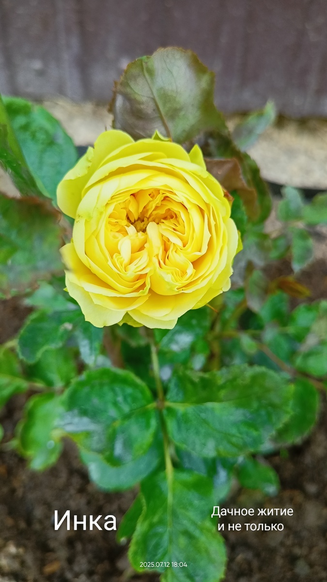 Флорибунда Инка раскрывает бутон. Фото автора