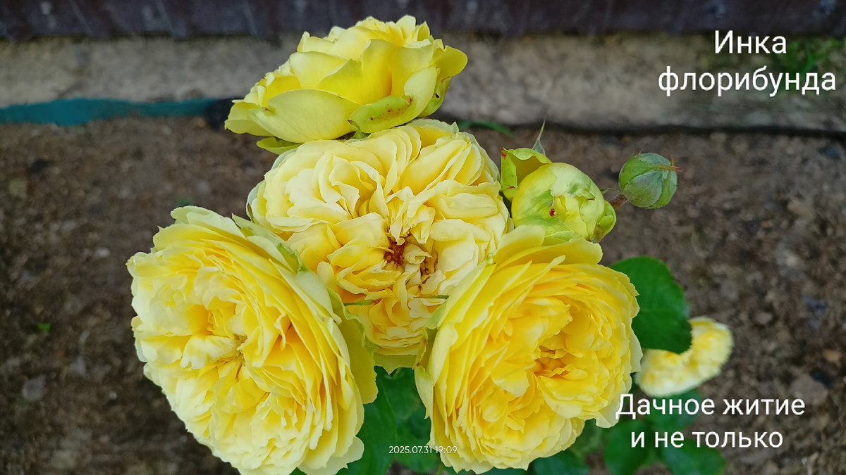 Флорибунда Инка. Фото автора