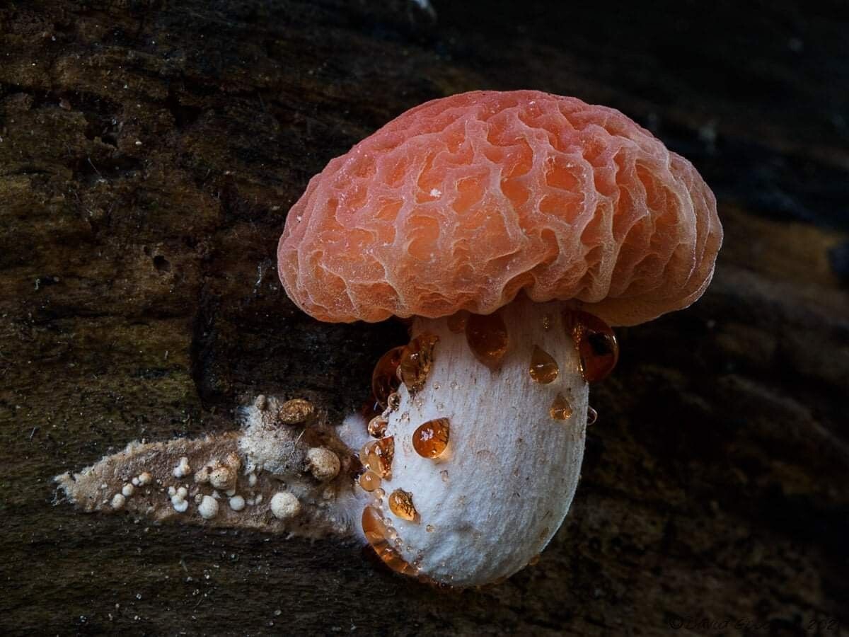 Поприветствуем героя сегодняшней статьи!