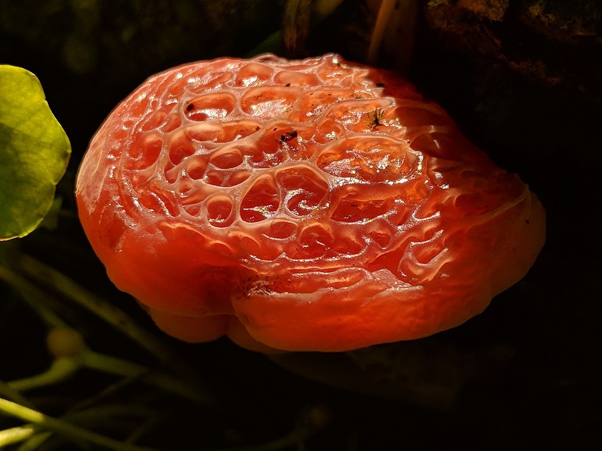 Курага со дна компота