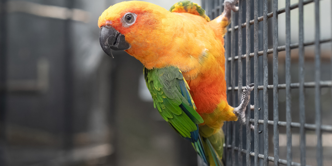 Как выбрать наполнитель для попугая?